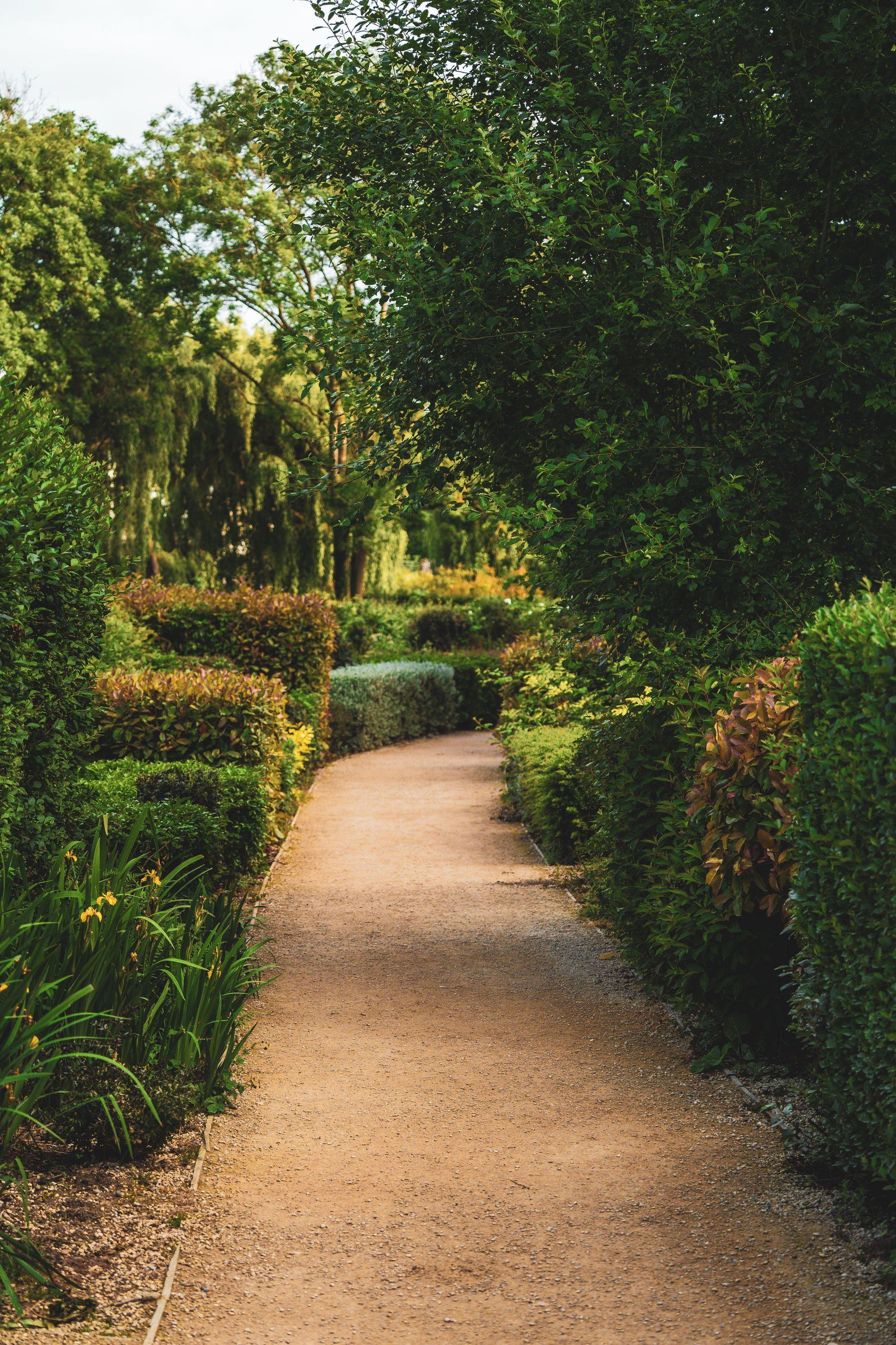 A gravel garden path between clipped hedges and mature trees